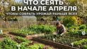 Выращивание ароматного фенхеля на приусадебном участке и тонкости ухода за культурой