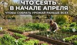 Выращивание ароматного фенхеля на приусадебном участке и тонкости ухода за культурой